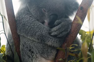 Koala Sleepy